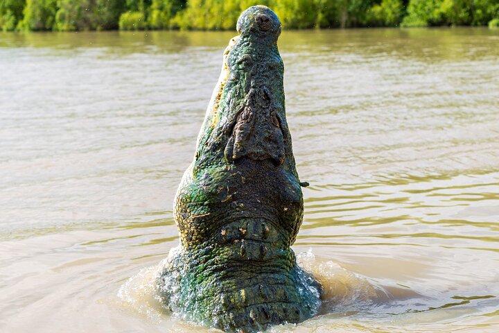 Cruzeiros do Rio Adelaide - Jumping Crocodile Experience