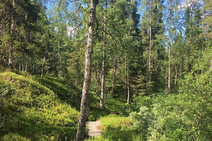 Rovaniemi: Korouoma Canyon vandrings- och grillupplevelse