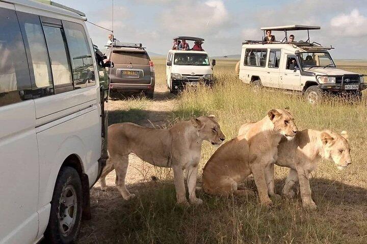 Tour privato di safari selvaggio di 3 giorni nel Masai Mara