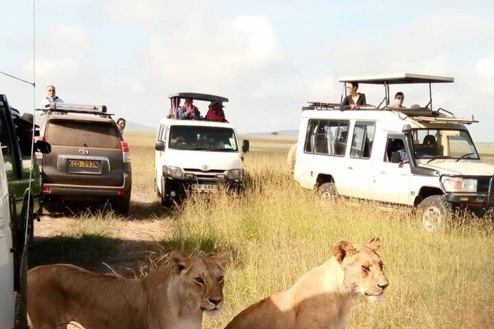 Tour privato di safari selvaggio di 3 giorni nel Masai Mara