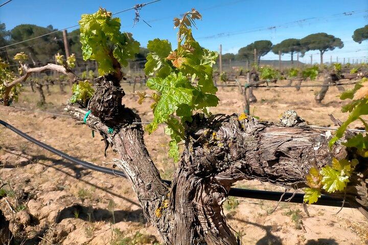 Ribera del Duero Weintour ab Madrid mit 3 Weingütern & Mittagessen