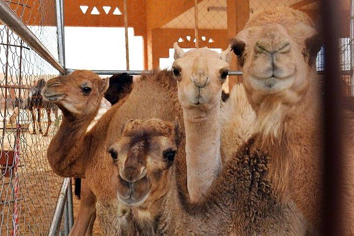 Visite de l'oasis d'Al Ain avec prise en charge et retour