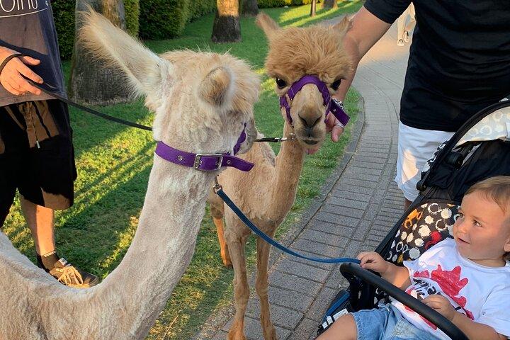 カラブリアのアルパカ サンセットビーチ体験 Pizzo VV AlpacSelfies