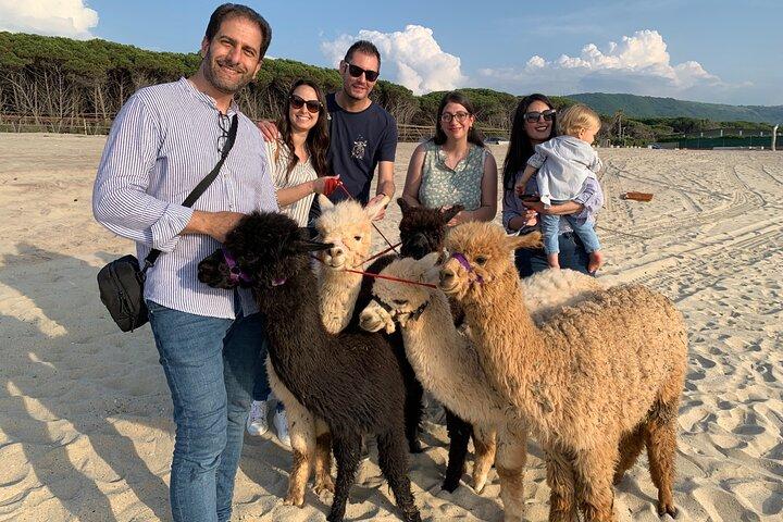 カラブリアのアルパカ サンセットビーチ体験 Pizzo VV AlpacSelfies