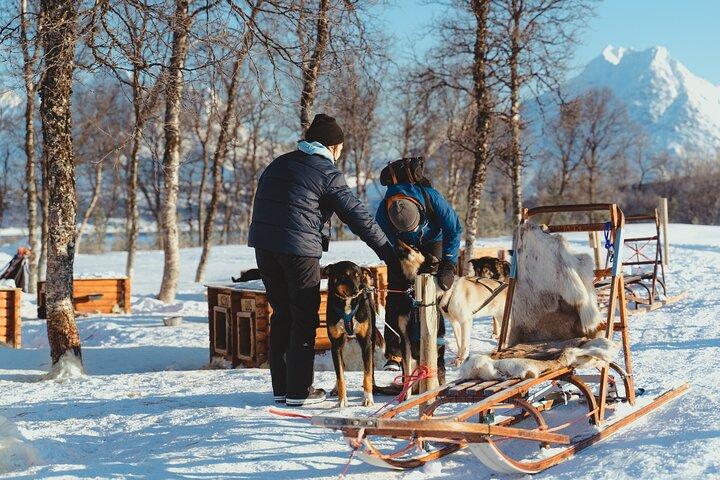 Husky Experience und Hundeschlittenfahren