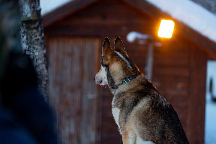 Husky Experience und Hundeschlittenfahren
