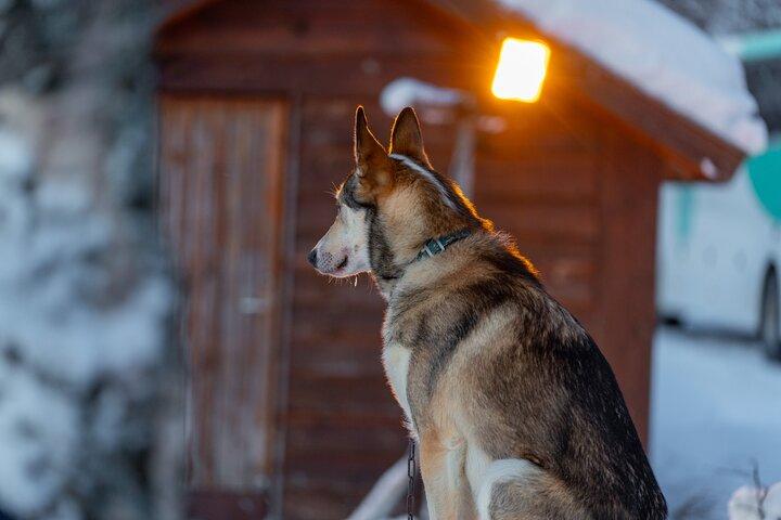 ハスキー体験と犬ぞり運転