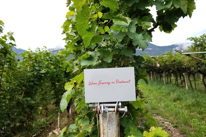 Barolo & Langhe wijnproeverij vanuit Turijn