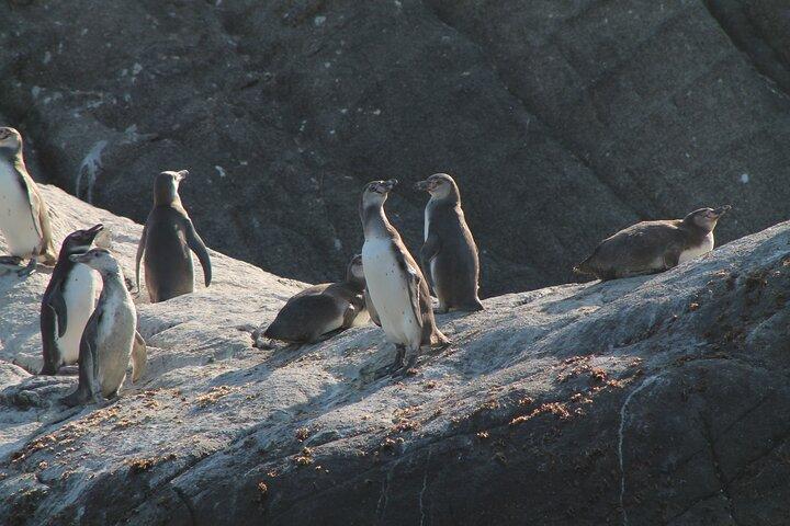 Penguin Island Boat Tour from Zapallar - Small Group Experience