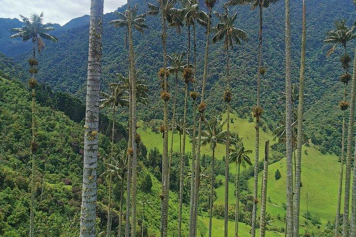 Half-Day Cocora Serenity Adventures