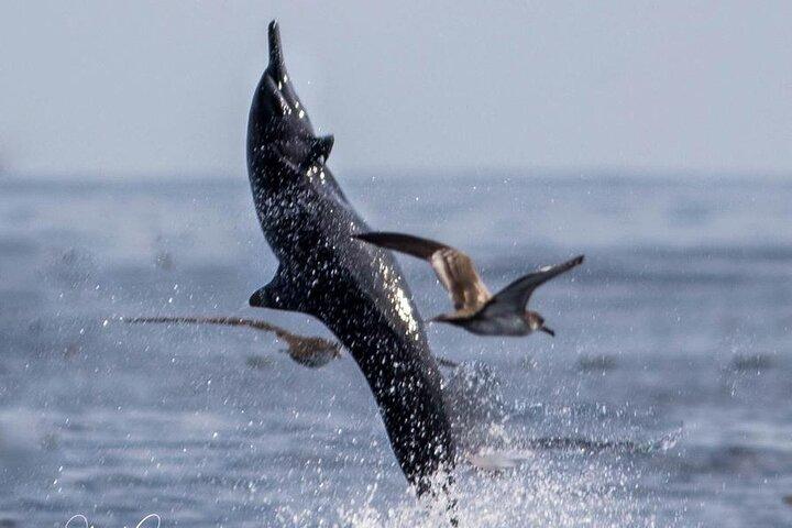 Osservazione di balene e delfini a Puntarenas
