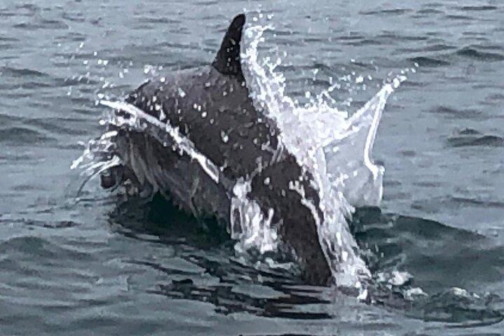 Hval- og delfinsafari i Puntarenas