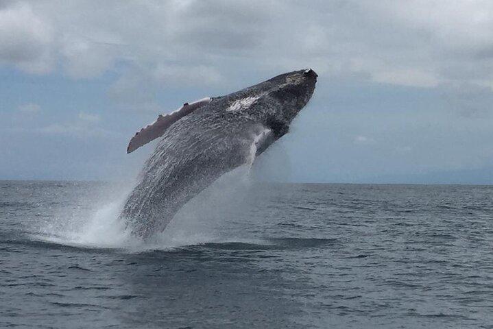 Hval- og delfinsafari i Puntarenas