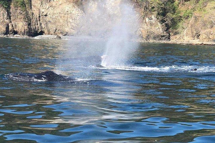 Whale and Dolphin Watching in Puntarenas