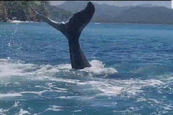 Whale and Dolphin Watching in Puntarenas