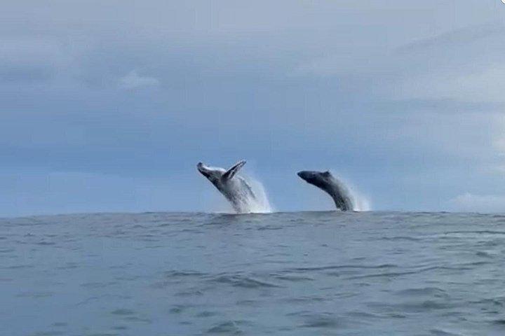 Whale and Dolphin Watching in Puntarenas