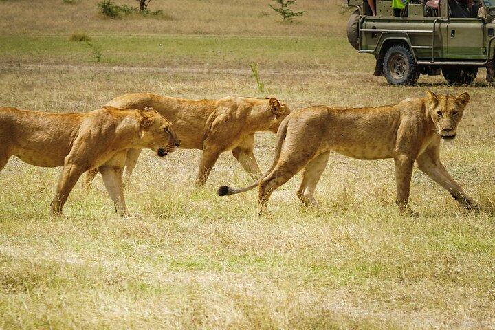 Selous luxe dagsafari met fotograaf