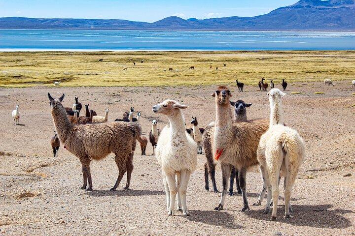 Excursion d'une journée complète aux Salinas du lac salé d'Arequipa