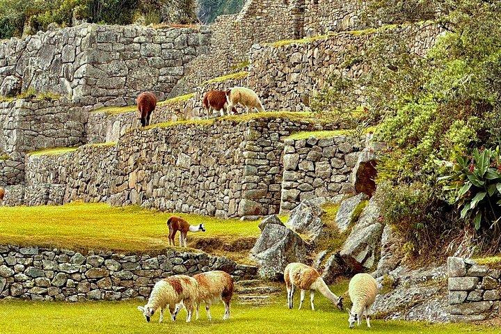 Machu Picchu Hele Dag vanuit Cusco