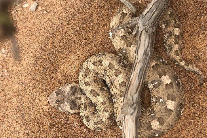 Living Desert Eco Dune Tour