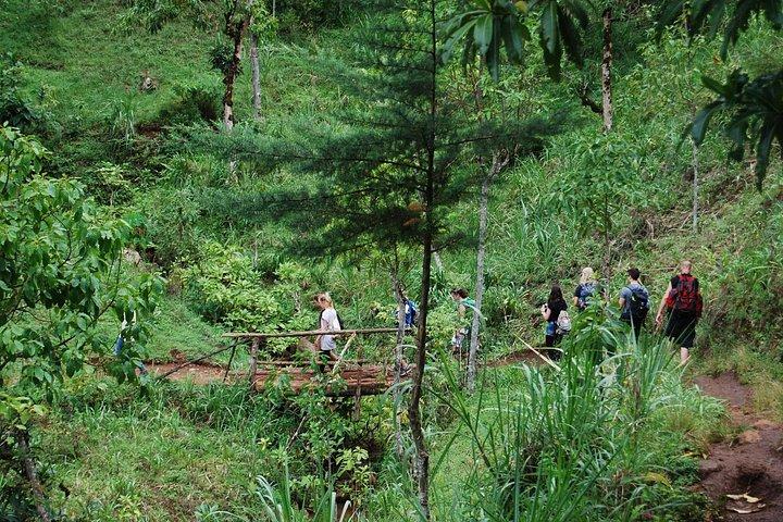 Materuni Waterfall & Coffee Tour Day Trip from Moshi
