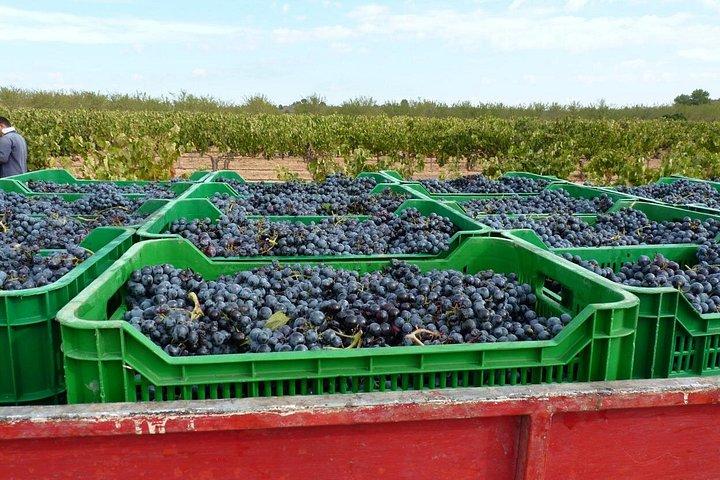 Full Day Private Requena Wineries Premium Tastings