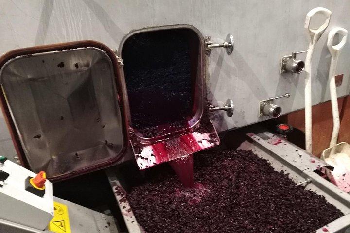 Full Day Private Requena Wineries Premium Tastings
