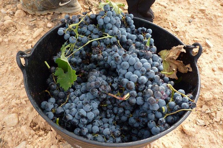 Full Day Privado Bodegas Requena Catas Premium