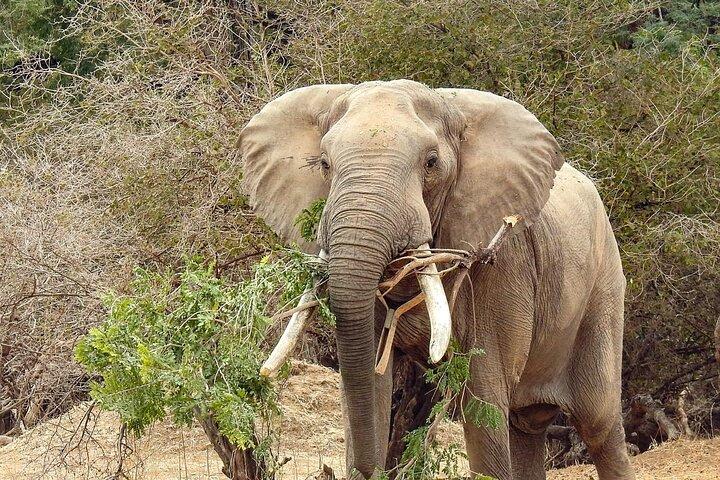 Rhino Night Drive e cena nel Bush in una riserva privata