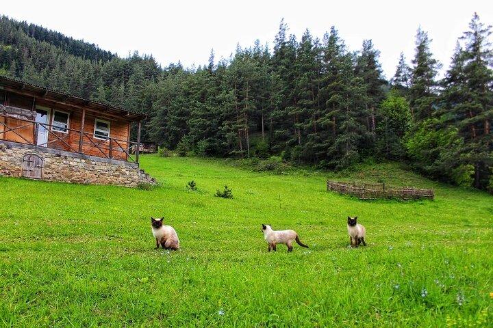 Mestia Ushguli private tour