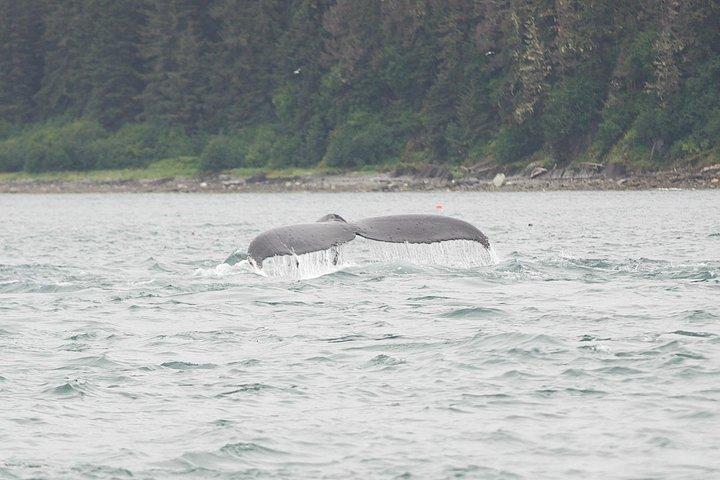 Icy Strait Whale & Wildlife Endeavor