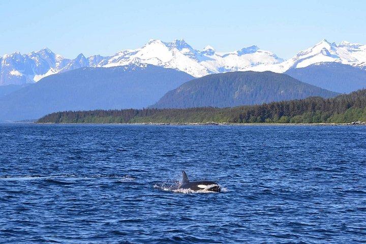 Icy Strait Whale & Wildlife Endeavor