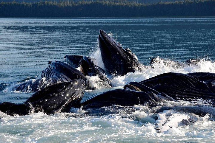 Icy Strait Whale & Wildlife Endeavor