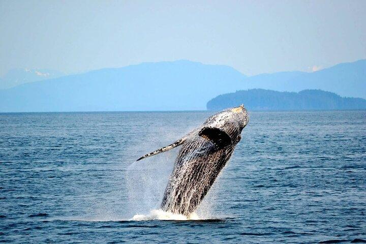Icy Strait Whale & Wildlife Endeavor
