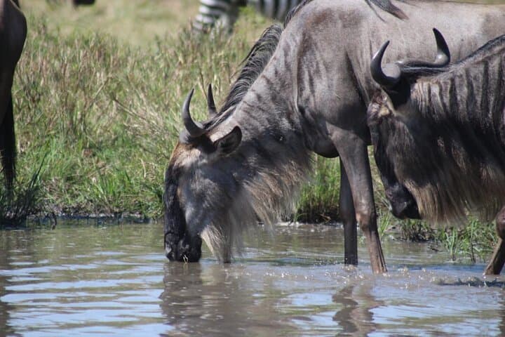 3-Day Private Guided Tour in Masaai Mara Safari