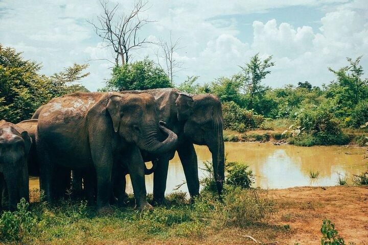 Udawalawe-Nationalpark | Private Safari
