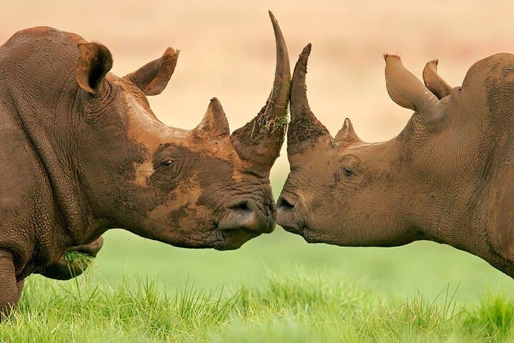 From Cape Town: Big Five Safari Tour with Wine Tasting