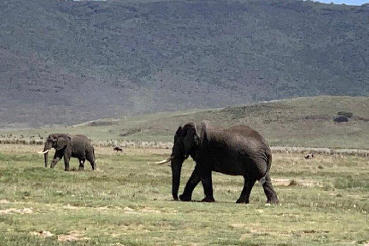 5 dages klassisk Tanzania campingsafari