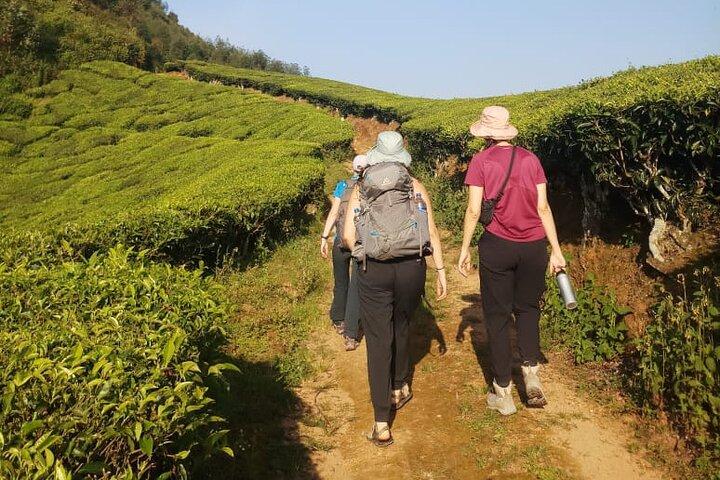 Caminhada de meio dia em Munnar Trekking Tour