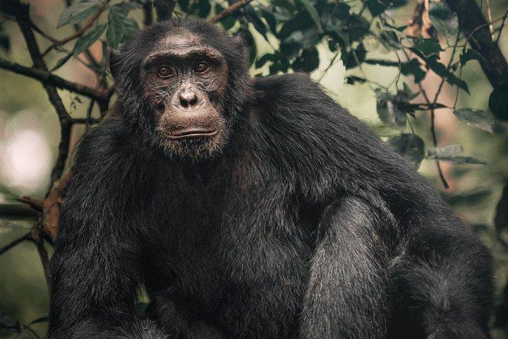3 days Uganda Gorrilla Trekking-BWINDI IMPENETRABLE FOREST