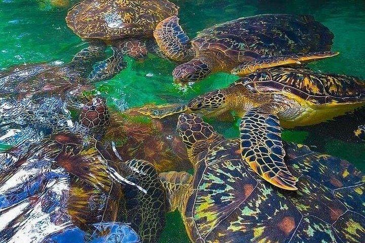 ヌンウィ村半日プライベートツアー（カメの水族館付き）