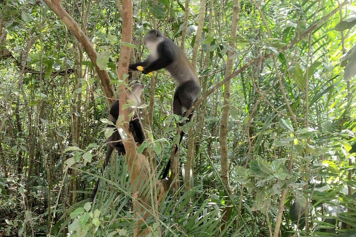 Half-Day Private Jozani Chwaka Bay Forest Tour in Zanzibar