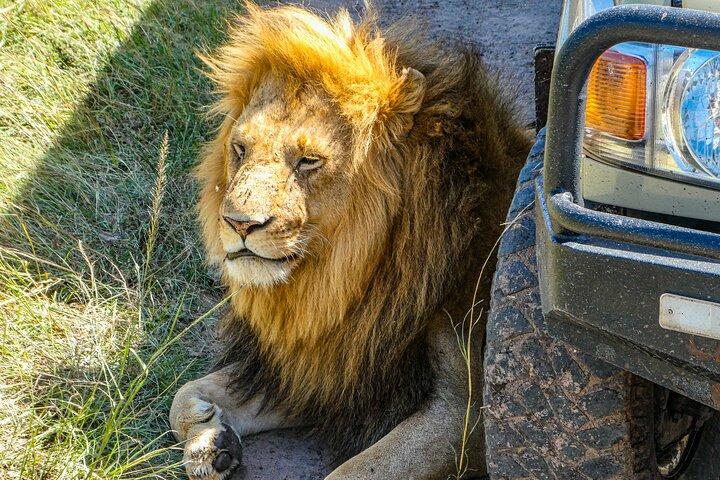 Safari de luxe de 3 jours dans le parc national Amboseli, Nairobi