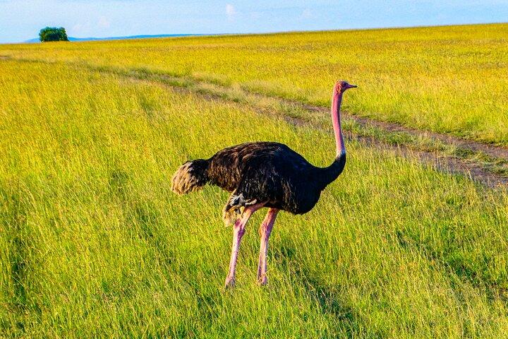 ナイロビ、アンボセリ国立公園の 3 日間の贅沢なサファリ