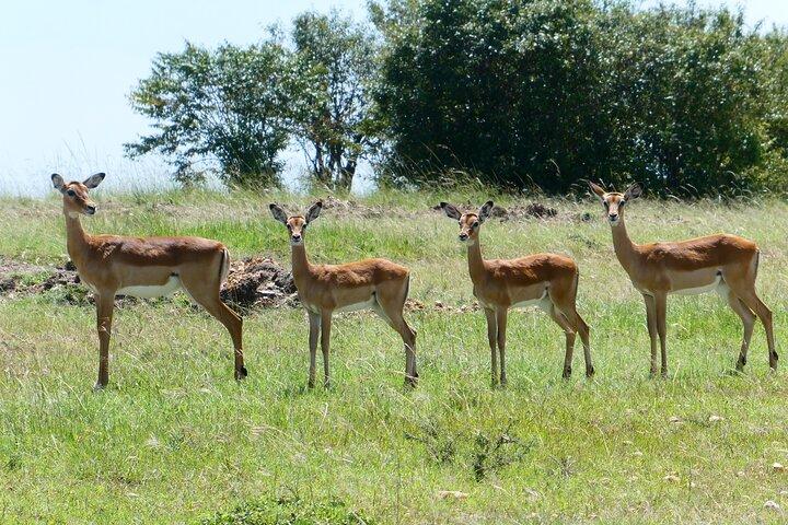 ナイロビ、アンボセリ国立公園の 3 日間の贅沢なサファリ