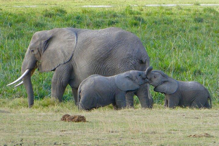 ナイロビ、アンボセリ国立公園の 3 日間の贅沢なサファリ