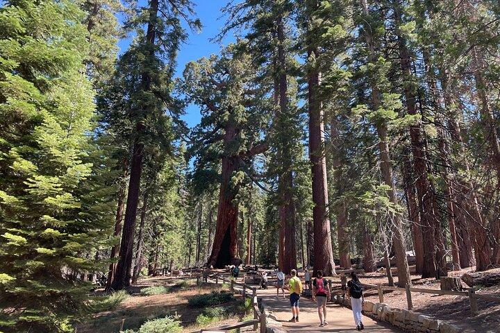 Visite privée du parc national de Yosemite et des séquoias au départ de San Francisco