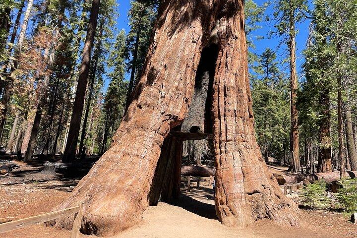 Visite privée du parc national de Yosemite et des séquoias au départ de San Francisco