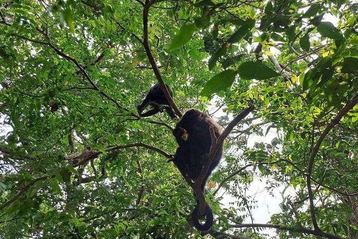 Rumble in the Jungle : Die Brüllaffen-Expedition