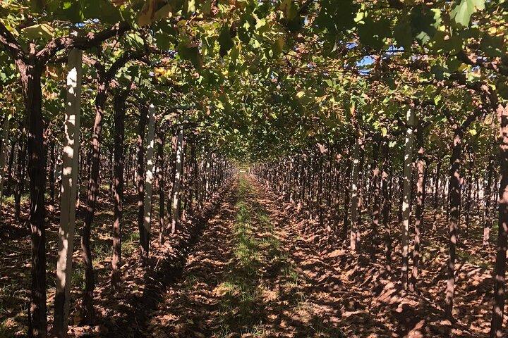 2 Wineries & Olive Oil Experience with Lunch. Private Transport